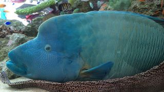 毎年恒例　無料で楽しめるアクアリウム