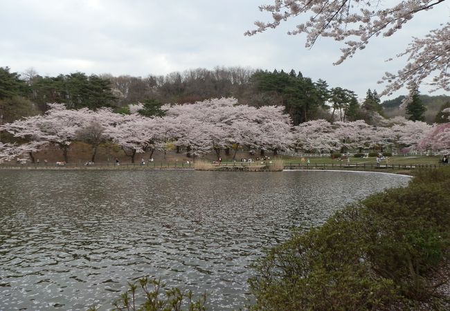 【高松の池】に咲く桜は、盛岡市民いこいの花。