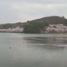 「高松の池」に迫り出す桜の枝。