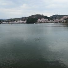 水面に水鳥の姿。