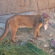 サボテンに囲まれた動物園