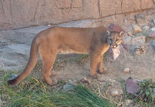 サボテンに囲まれた動物園