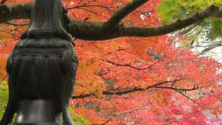 今熊野観音さんの紅葉の時期はお勧めですよ。紅葉に映える観音さん好きやなぁ