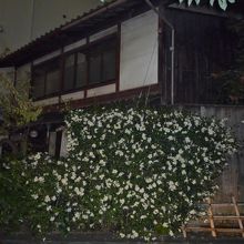 白い花が美しく咲いていました