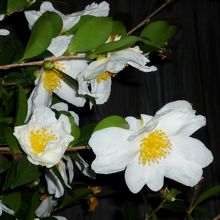 昼間だけでなく夜に見る花も美しい