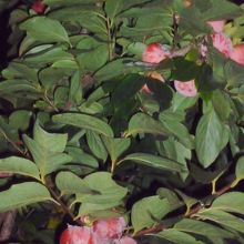 他にも咲いています