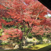 座禅会があったので紅葉のお庭を見て、座禅を組みました。