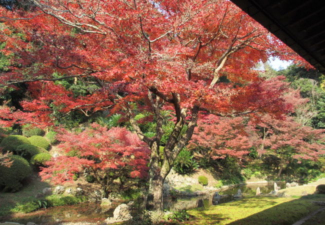 座禅会があったので紅葉のお庭を見て、座禅を組みました。