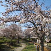 白つつじが５月中旬頃から楽しめるそうですが桜も中々のもの！