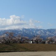 残雪の葉山をバックに淡いピンク色が映える！