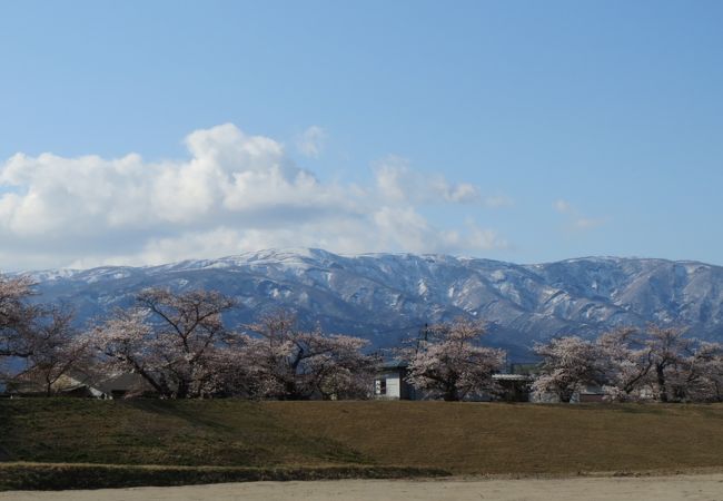 最上川堤防千本桜 クチコミ アクセス 営業時間 長井 フォートラベル