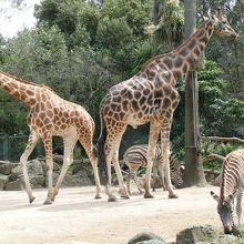 メルボルン動物園