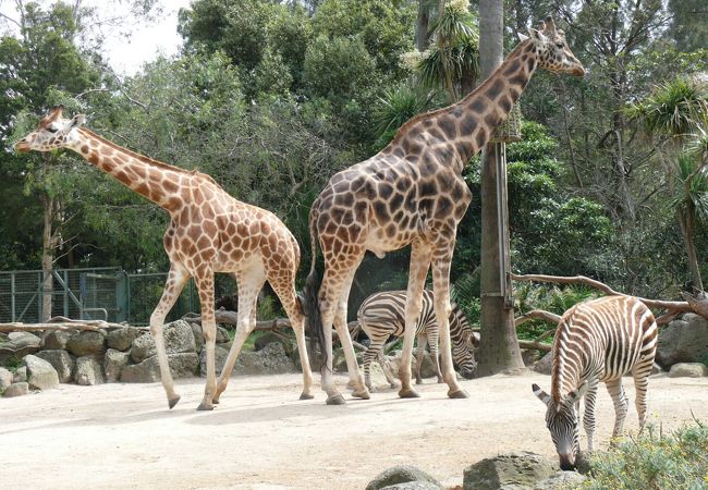 メルボルン動物園