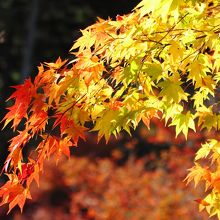 ２０１４年１１月１５日