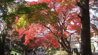 参道は紅葉のトンネル！