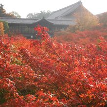 紅葉の海です！
