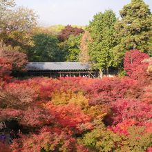 色鮮やかな紅葉たち。