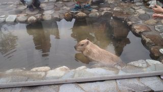 動物好きにはたまらない