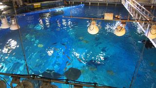 水族館といえばここ
