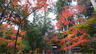 紅葉は１週間くらい早かったかな。