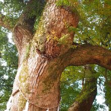 立派な大楠の木