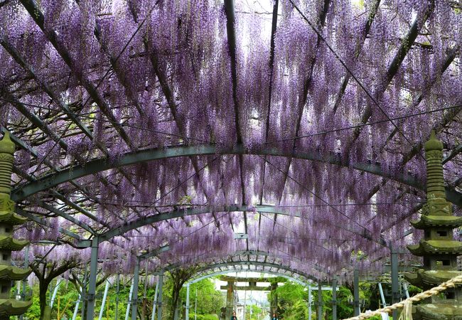 ここの藤は昔の方が良かったと聞きましたが…