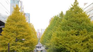 秋のイチョウ並木はお見事！