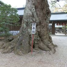 駒形神社の長寿桜。