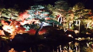 ライトアップの紅葉が