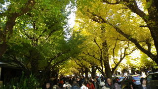 公孫樹もすごいが人出も凄い。