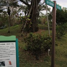 美術館外には一村の路という散策路がある