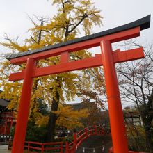 銀杏と鳥居。