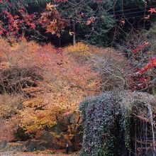 公衆トイレ前の紅葉がいちばん見事