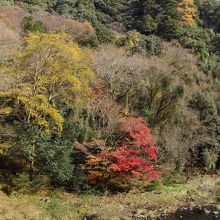 下流方向。もみじが１本