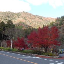 駐車場沿いのモミジ。それほどの規模ではない。