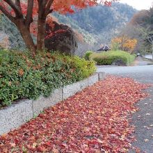 すでに大部分が落葉