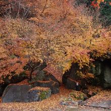 公衆トイレ前の紅葉は見事