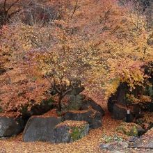 公衆トイレ周辺の紅葉のパノラマ