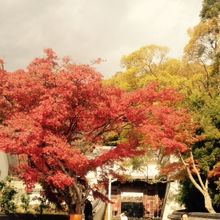 龍野城、入り口前の紅葉。