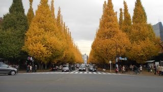 11月28日のイチョウ並木