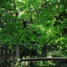 糺の森（ただすのもり）