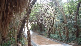 四万十川・足摺観光?　足摺岬の見学・ここからの眺めは絶景。