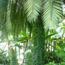 植物園内のビニールハウス