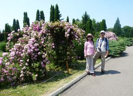 植物園 (ヤシ)