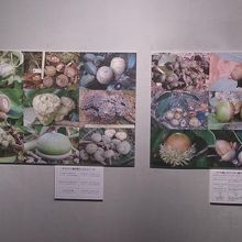 世界のドングリの写真パネルです、現物は現場で