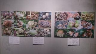 世界中のドングリを見ることが出来ました。