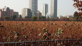 上野公園といえば