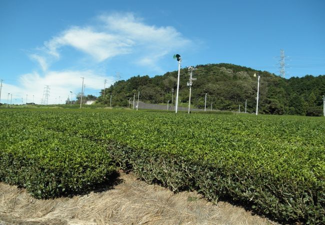 一面のお茶畑でした