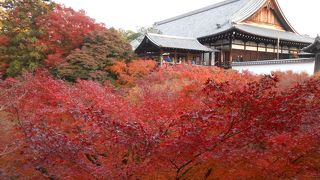 京都の紅葉と言えばこちら。