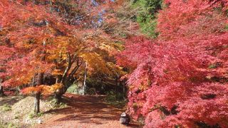 東海を代表する紅葉スポット